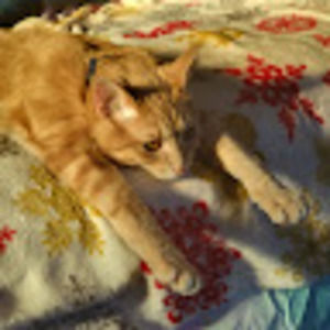 Meet your Posher, Rose